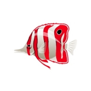 Red Butterflyfish